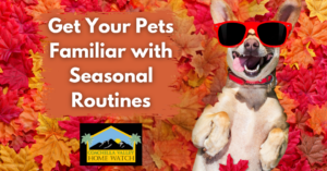 Get Your Pets Familiar with Seasonal Routines