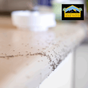 Why Insect Infestation Escalates Quickly in the Desert