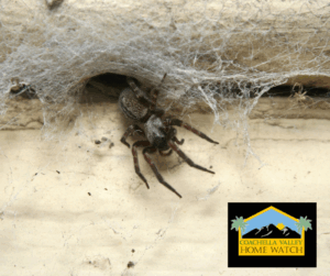 Can high-definition security cameras catch early insect infestation?