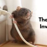 The Silent Invaders: Desert Rodents and Your Empty Home