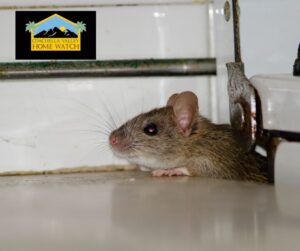 Why Rodents Love Empty Homes in the Coachella Valley