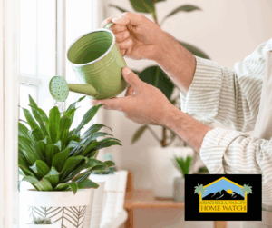 Thriving interior plants maintained by Coachella Valley Home Watch